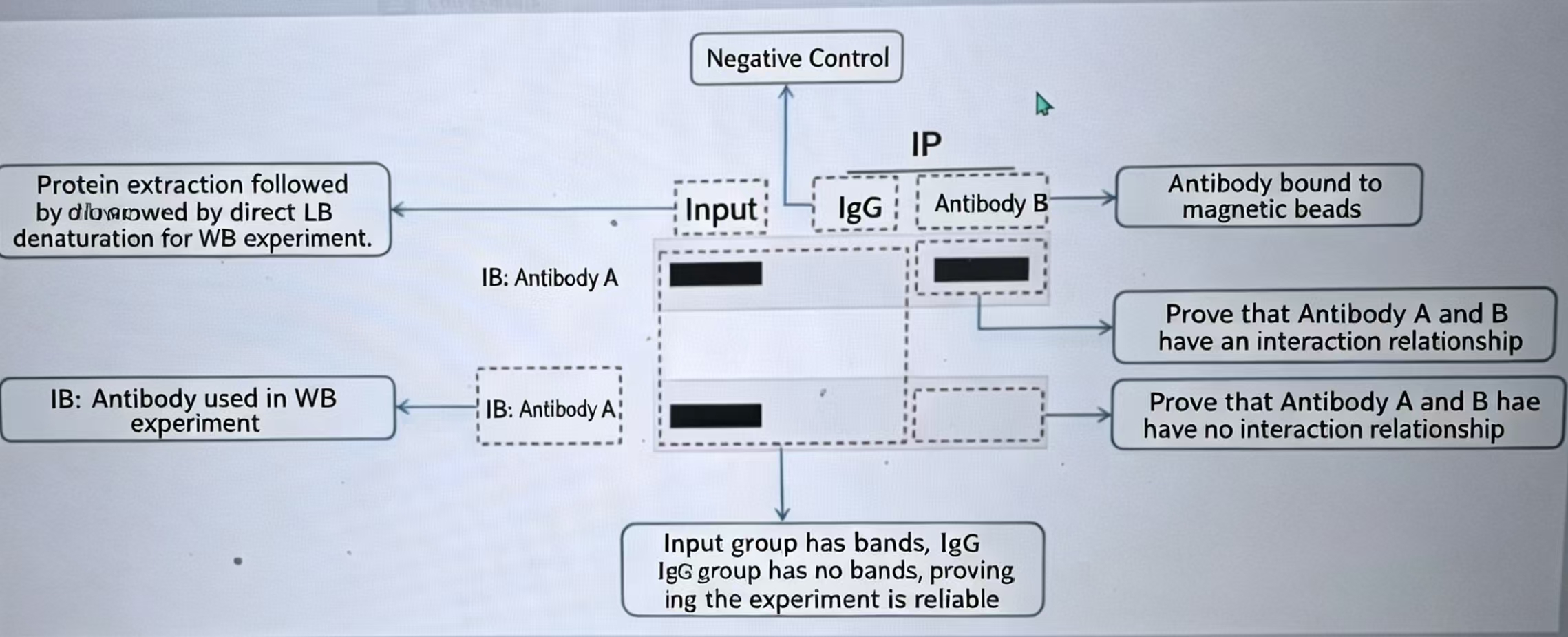 Co-IP Result Interpretation Diagram